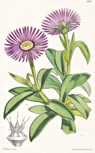 Mesembryanthemum sutherlandii. Tab. 6299 - South Africa Südafrika / Pflanze Planzen plant plants / flower flow
