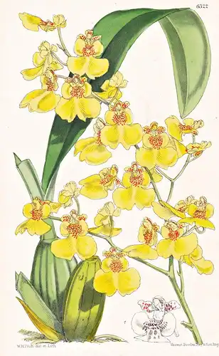 Oncidium euxanthinum. Tab. 6322 - Brazil Brasil Brasilien / orchid Orchidee / Pflanze Planzen plant plants / f