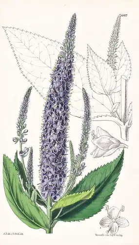 Veronica longifolia, var. subsessilis. Tab. 6407 - Japan / Pflanze Planzen plant plants / flower flowers Blume