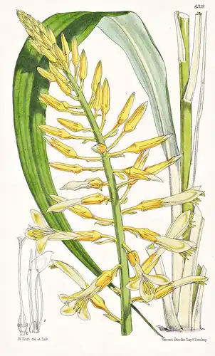 Pitcairnia flavenscens. Tab. 6318 - Central America Mittelamerika / Pflanze Planzen plant plants / flower flow