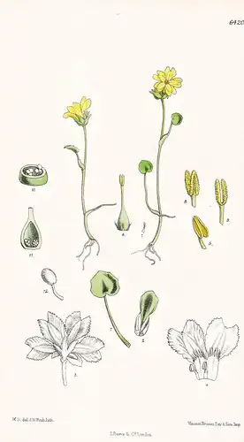 Villarsia capitata. Tab. 6420 - Australia Australien / Pflanze Planzen plant plants / flower flowers Blume Blu