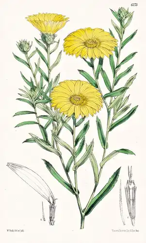Xanthisma texanum. Tab. 6275 - Texas / Pflanze Planzen plant plants / flower flowers Blume Blumen / botanical