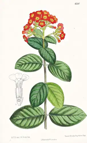 Rondeletia odorata, var. breviflora. Tab. 6350 - Karibik Caribbean West Indies / Pflanze Planzen plant plants