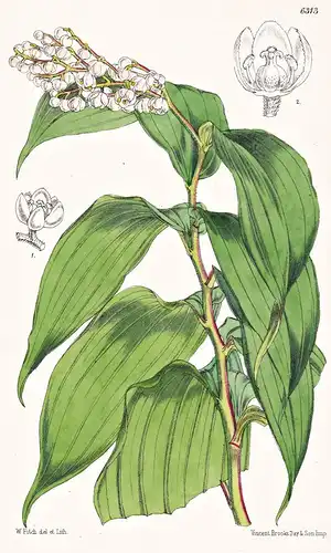 Tovaria oleracea. Tab. 6313 - India Indien / Pflanze Planzen plant plants / flower flowers Blume Blumen / bota