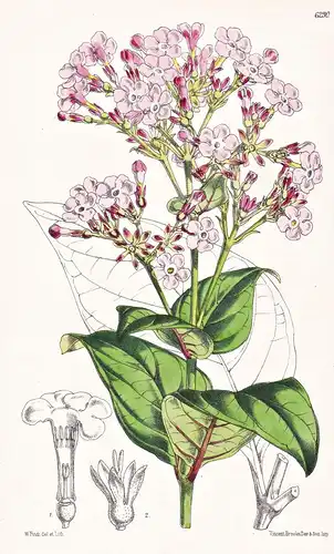 Rondeletia backhousii. Tab. 6290 - Mittelamerika Central America / Pflanze Planzen plant plants / flower flowe