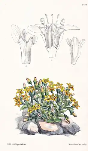 Grammanthes chloraeflora, var. caesia. Tab. 6401 - South Africa Südafrika / Pflanze Planzen plant plants / flo