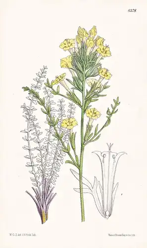 Gilia Brandegei. Tab. 6378 - Colorado Amerika America / Pflanze Planzen plant plants / flower flowers Blume Bl