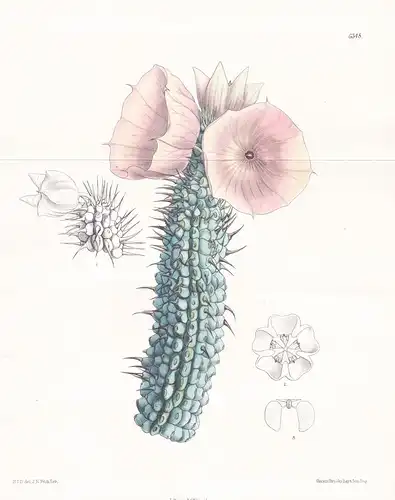 Hoodia Bainii. Tab. 6348 - South Africa Südafrika / Kaktus cactus / Pflanze Planzen plant plants / flower flow