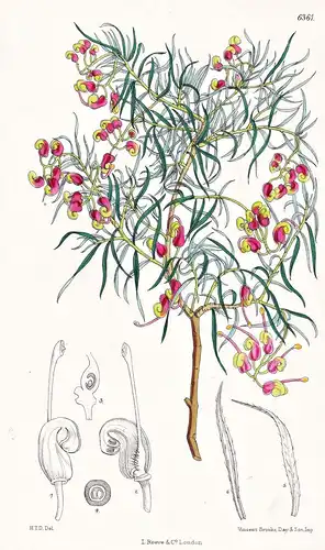 Grevillea ericifolia. Tab. 6361 - Australia Australien / Pflanze Planzen plant plants / flower flowers Blume B