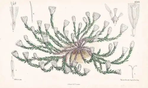 Helichrysum Frigidum. Tab. 6515 - Corsica Korsica / Pflanze Planzen plant plants / flower flowers Blume Blumen