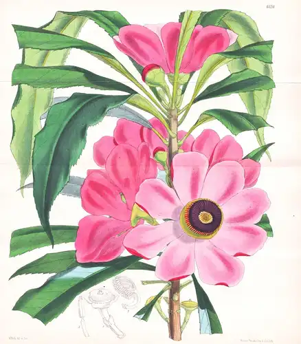 Gustavia Gracillima. Tab. 6151 - New Granada Neugranada / Pflanze Planzen plant plants / flower flowers Blume