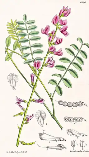 Hedysarum mackenzii. Tab. 6386 - North America Nordamerika / Pflanze Planzen plant plants / flower flowers Blu