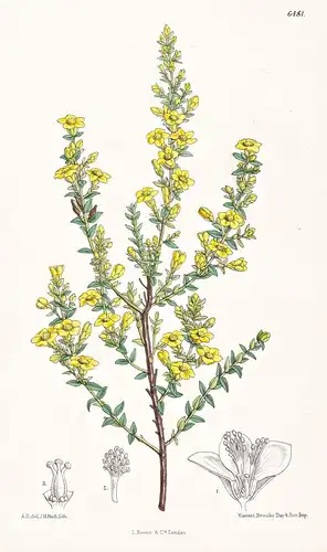 Hypericum Aegyptiacum. Tab. 6481 - North Africa Nordafrika / Pflanze Planzen plant plants / flower flowers Blu