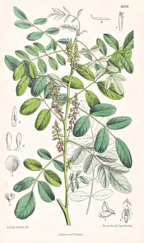 Indigofera Anil. Tab. 6506 - West Indies / Pflanze Planzen plant plants / flower flowers Blume Blumen / botani