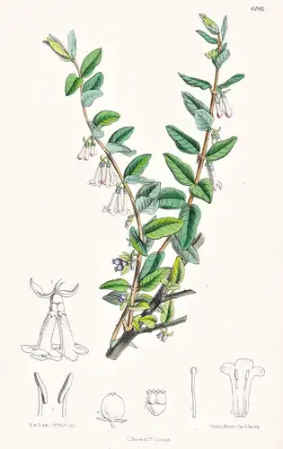 Lonicera Tomentella. Tab. 6486 - Himalaya / Pflanze Planzen plant plants / flower flowers Blume Blumen / botan