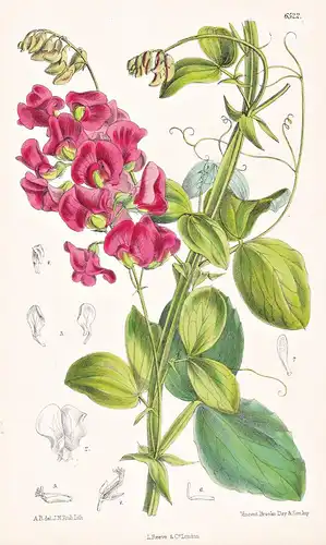 Lathyrus Rotundifolius. Tab. 6522 - Asia Minor / Pflanze Planzen plant plants / flower flowers Blume Blumen /