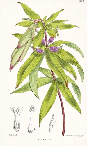 Leucopogon verticillatus. Tab. 6366 - Australien Australia / Pflanze Planzen plant plants / flower flowers Blu
