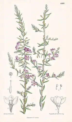 Lythrum Graefferi. Tab. 6499 - Europe Europa / Pflanze Planzen plant plants / flower flowers Blume Blumen / bo