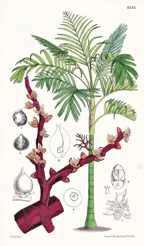 Loxococcus rupicola. Tab. 6358 - Ceylon Sri Lanka / palm Palme / Pflanze Planzen plant plants / flower flowers