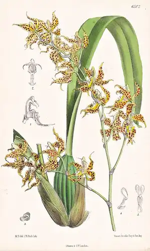 Odontoglossum Odoratum. Tab. 6502 - Venezuela / Orchidee orchid / Pflanze Planzen plant plants / flower flower