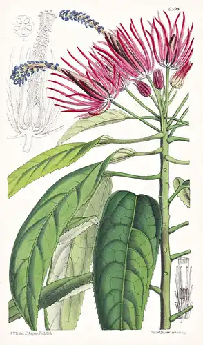 Pavonia multiflora. Tab. 6398 - Brazil Brasil Brasilien / Pflanze Planzen plant plants / flower flowers Blume