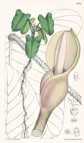Philodendron serpens. Tab. 6375 - New Granada South America Südamerika / Pflanze Planzen plant plants / flower