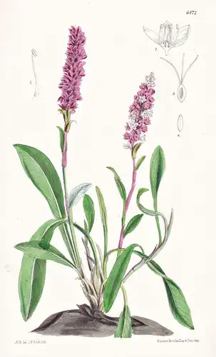 Polygonum Affine. Tab. 6472 - Himalaya / Pflanze Planzen plant plants / flower flowers Blume Blumen / botanica