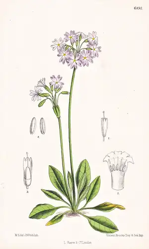 Primula Sibirica, var. kashmiriana. Tab. 6493 - Himalaya / Pflanze Planzen plant plants / flower flowers Blume