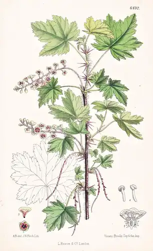 Ribes Lacustre. Tab. 6492 - North America Nordamerika / Pflanze Planzen plant plants / flower flowers Blume Bl