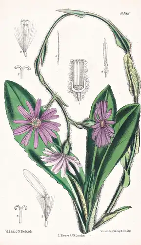Senecio Speciosus, DC. Tab. 6488 - South Africa Südafrika / Pflanze Planzen plant plants / flower flowers Blum