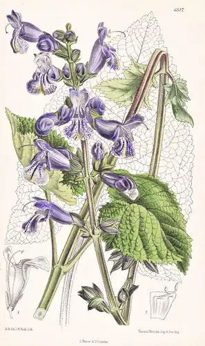 Salvia Hians. Tab. 6517 - Himalaya / Pflanze Planzen plant plants / flower flowers Blume Blumen / botanical Bo