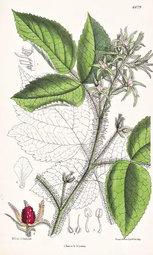 Rubus Phoenicolasius. Tab. 6479 - Japan / Pflanze Planzen plant plants / flower flowers Blume Blumen / botanic