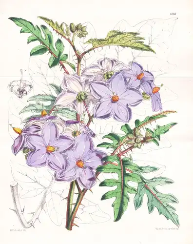 Solanum Acanthodes. Tab. 6283 - Brasil Brazil Brasilien / Pflanze Planzen plant plants / flower flowers Blume