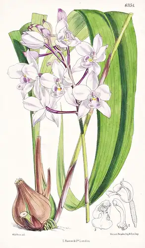 Spathoglottis petri. Tab. 6354 - orchid Orchidee / Pflanze Planzen plant plants / flower flowers Blume Blumen