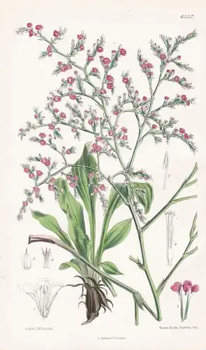 Statice Tatarica. Tab. 6537 - Siberia Sibirien / Pflanze Planzen plant plants / flower flowers Blume Blumen /