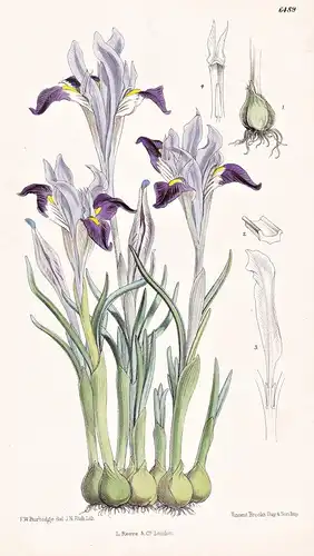 Xiphion Kolpakowskianum. Tab. 6489 - Turkestan / Pflanze Planzen plant plants / flower flowers Blume Blumen /