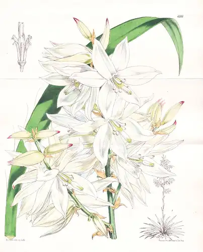 Yucca Orchioides, var. Major. Tab. 6316 - United States / Pflanze Planzen plant plants / flower flowers Blume