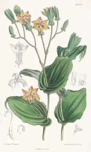 Tricyrtis Macropoda. Tab. 6544 - Japan China / Pflanze Planzen plant plants / flower flowers Blume Blumen / bo