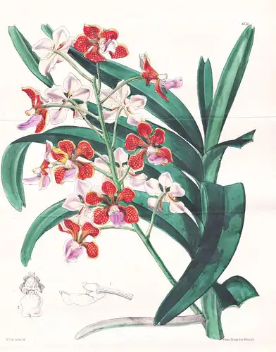 Vanda Limbata. Tab. 6173 - Java / Orchidee orchid / Pflanze Planzen plant plants / flower flowers Blume Blumen
