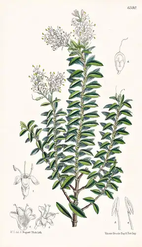 Veronica traversii. Tab. 6390 - New Zealand Neuseeland / Pflanze Planzen plant plants / flower flowers Blume B