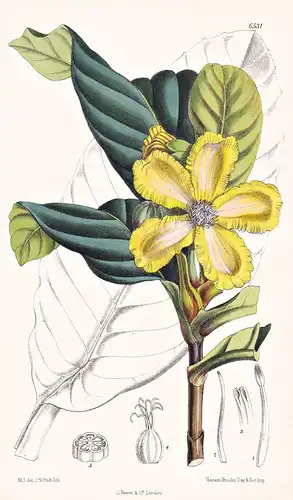 Wormia Burbidgei. Tab. 6531 - Borneo / Pflanze Planzen plant plants / flower flowers Blume Blumen / botanical