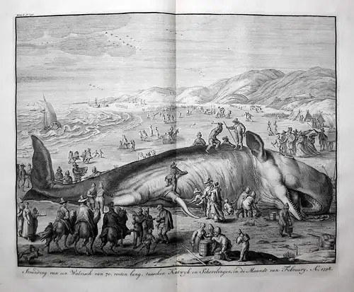 Stranding van een Walvisch van 70. voeten land, tusschen Katwyk en Schevelingen, in de Maandr van February, A.