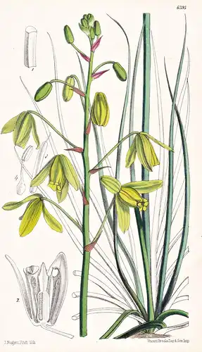 Albuca juncifolia. Tab. 6395 - Lilie lily / South Africa Südafrika / Pflanze Planzen plant plants / flower flo