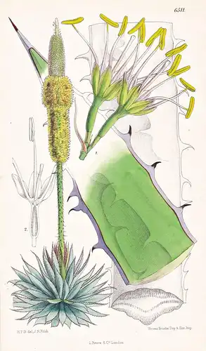 Agave Horrida. Tab. 6511 - Mexico Mexiko / Pflanze Planzen plant plants / flower flowers Blume Blumen / botani