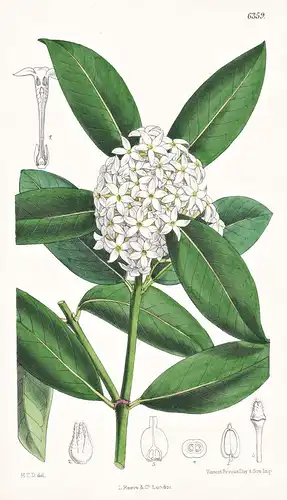 Acokanthera spectabilis. Tab. 6359 - South Africa Südafrika / Pflanze Planzen plant plants / flower flowers Bl