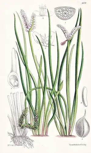 Aponogeton spathaceum, var. junceum. Tab. 6399 - South Africa Südafrika / Pflanze Planzen plant plants / flowe