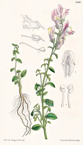 Antirrhinum hispanicum. Tab. 6391 - Pflanze Planzen plant plants / flower flowers Blume Blumen / botanical Bot