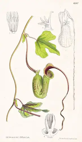 Aristolochia trilobata. Tab. 6387 - West Indies Karibik Caribbean Brazil Brasil Brasilien / Pflanze Planzen pl