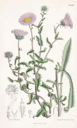 Aster Gymnocephalus. Tab. 6549 - Mexico Mexiko / Pflanze Planzen plant plants / flower flowers Blume Blumen /