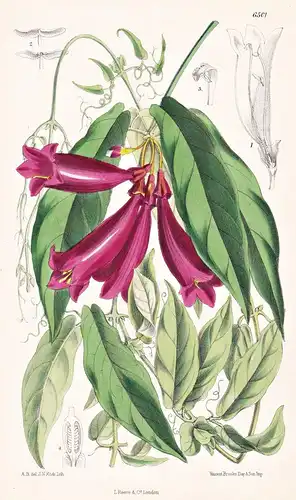 Bignonia Capreolata, var. atro-sanguinea. Tab. 6501 - United States / Pflanze Planzen plant plants / flower fl